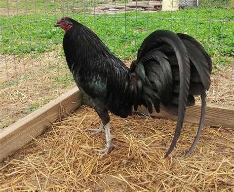 sabong chicken talk|sid taylor gamefowl for sale.